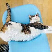 ブログ